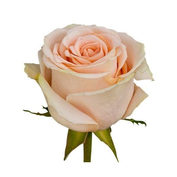 Champagne Rose High & Arena