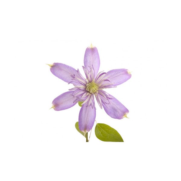 Clematis