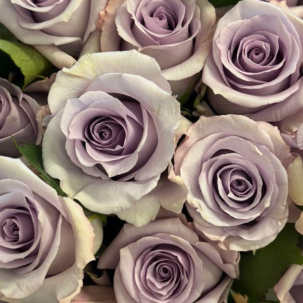 Lavander Ocean Song Rose 