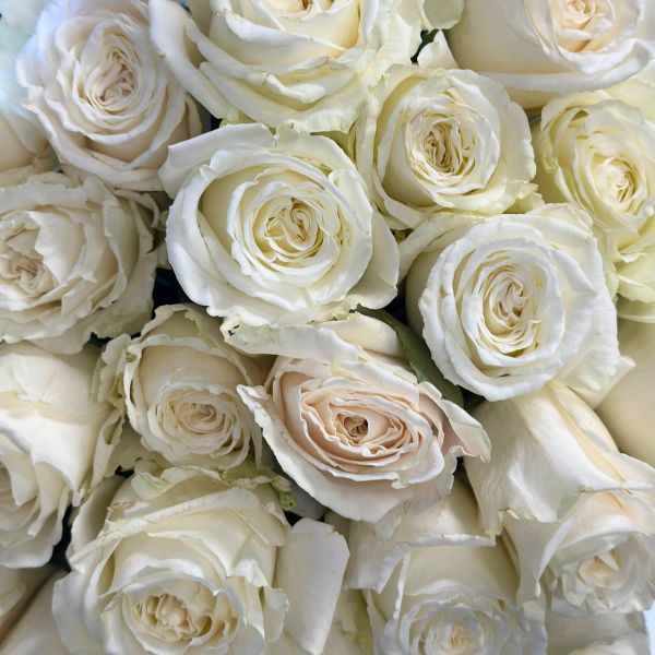 Closeup White Playa Blanca Roses
