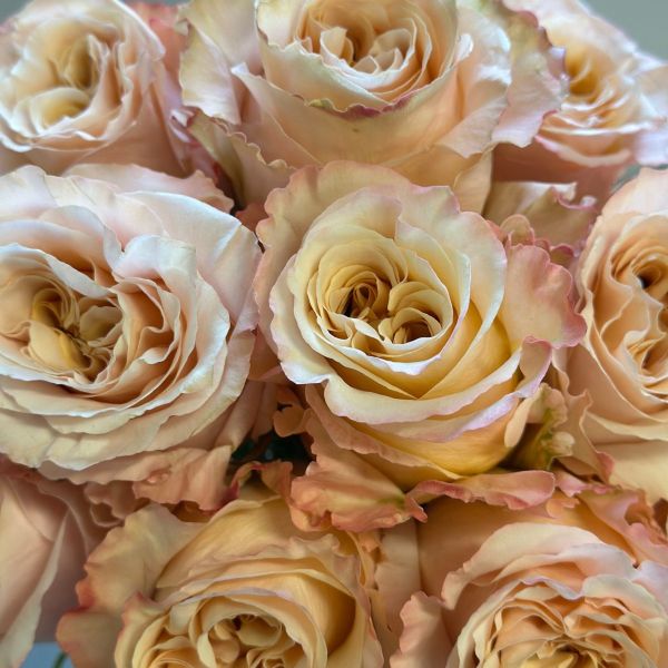 Peach Shimmer Roses
