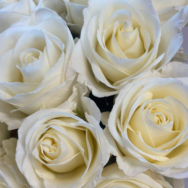 Closeup White Tibet Roses 