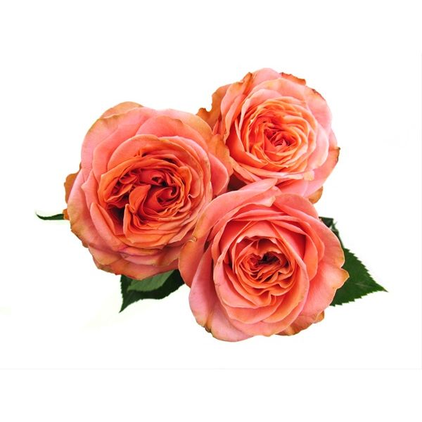 Garden Rose Coral xpression