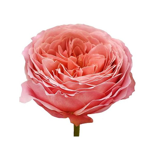 Garden Rose Romantic Anitque