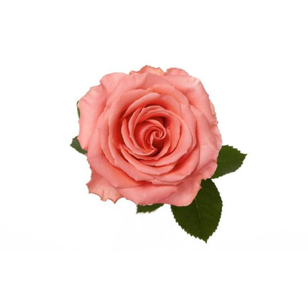 Coral Rose Amsterdam