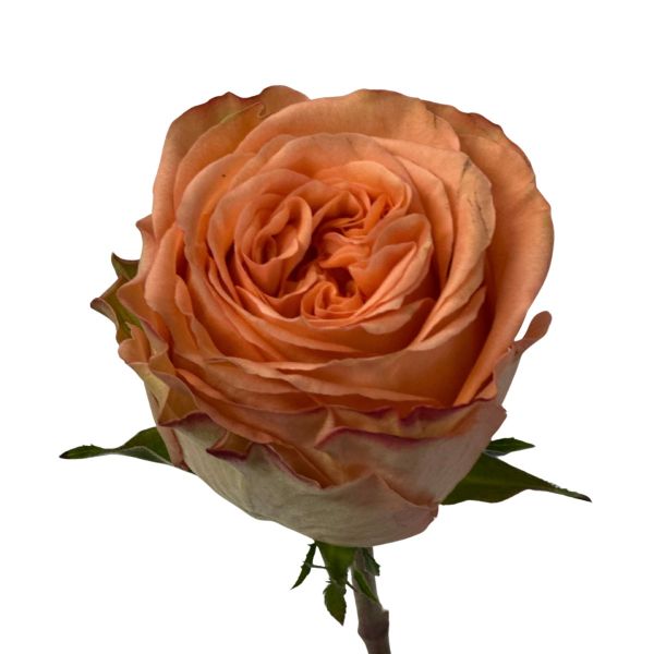 Peach Rose Country Home