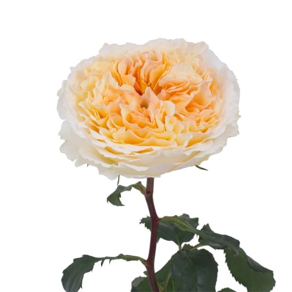 Garden Rose Beatrice