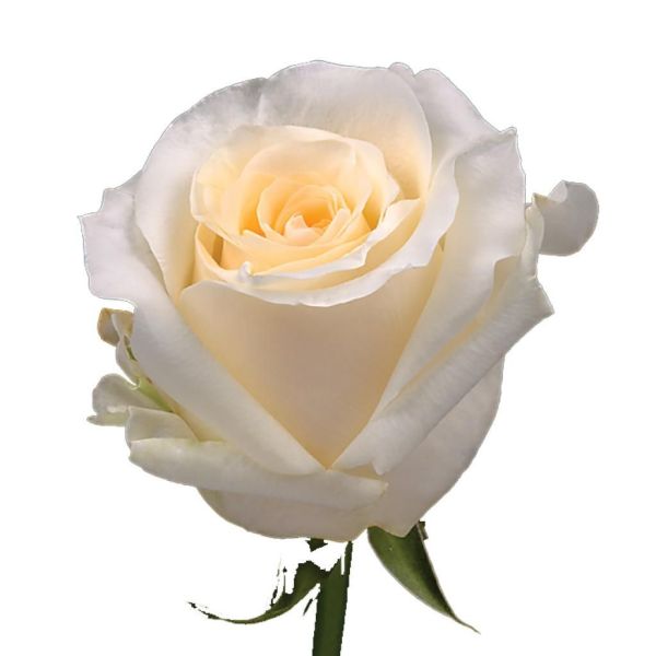 Cream Rose Creme de la Creme