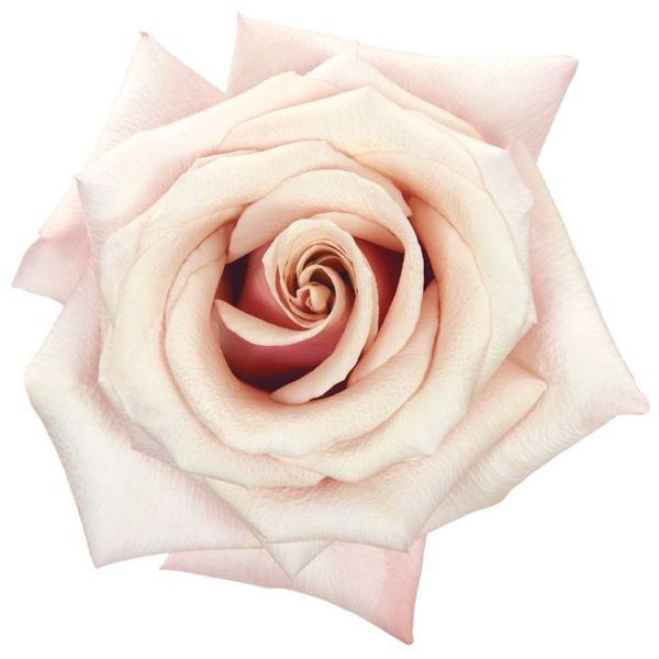 Cream Rose Mother of Pearl