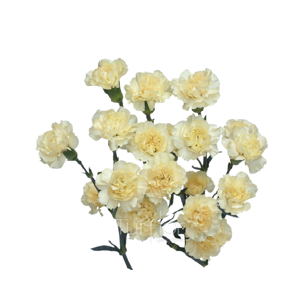 Mini Cream Carnations – Soft Cream Wholesale Mini Carnations in Bulk for Events & Bouquets