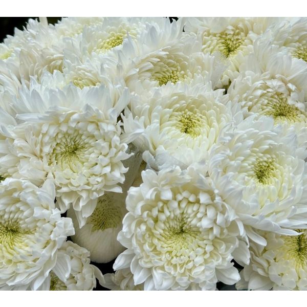 White cremon mums bulk wholesale flowers DC pickup Danisa’s Flowers