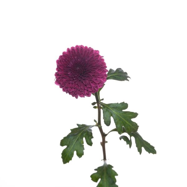 Aragon cremon mums bulk wholesale flowers DC pickup Danisa’s Flowers