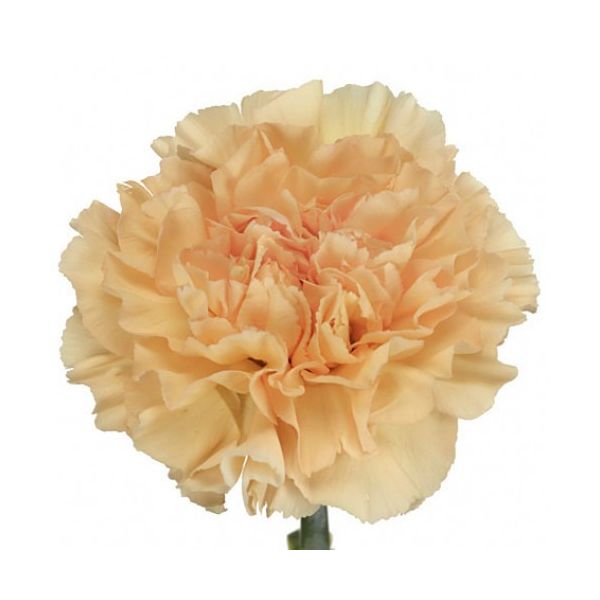 Gold Crimea Carnation