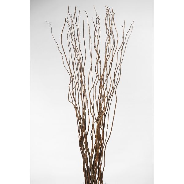Curly Willow Large
