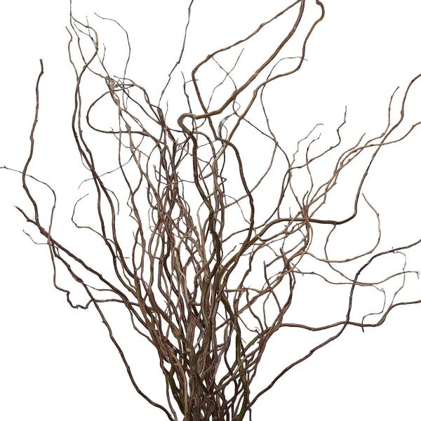 Curly Willow Medium