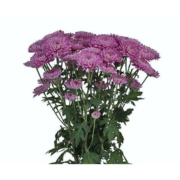 cushion poms — lavender