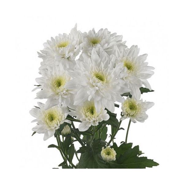 cushion poms — white