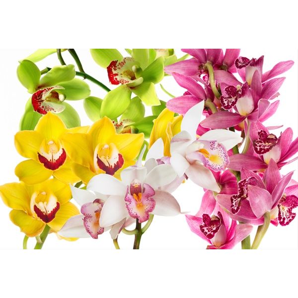 Cymbidiums Mini Assorted