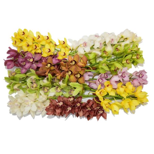 Cymbidiums Assorted