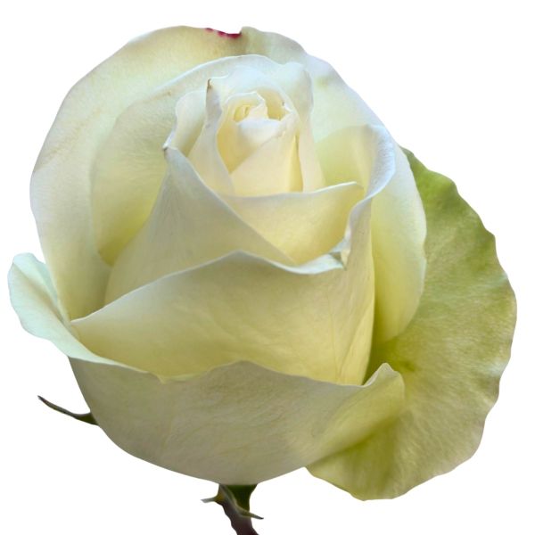 White Alba Rose 