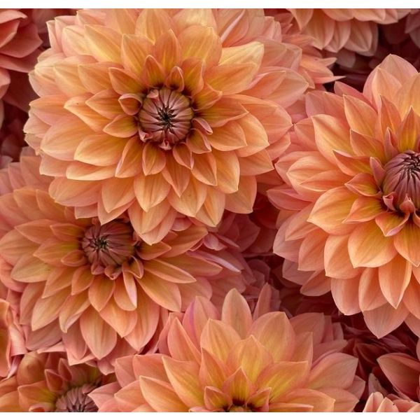 bulk orange dahlia flowers long-lasting stems