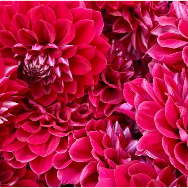 Dahlias hot pink