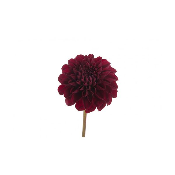 dahlias burgundy