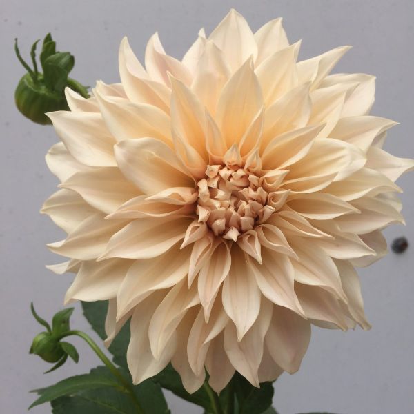 dahlias cafe au lait