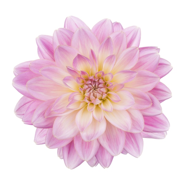 dahlias pink