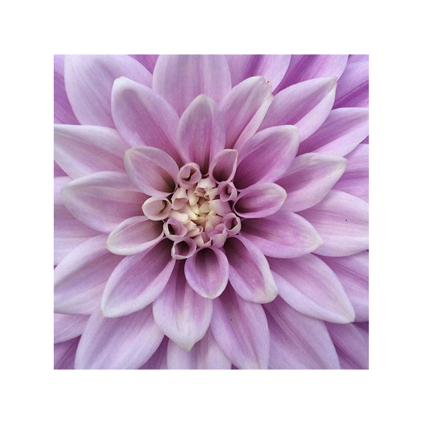 dahlias purple