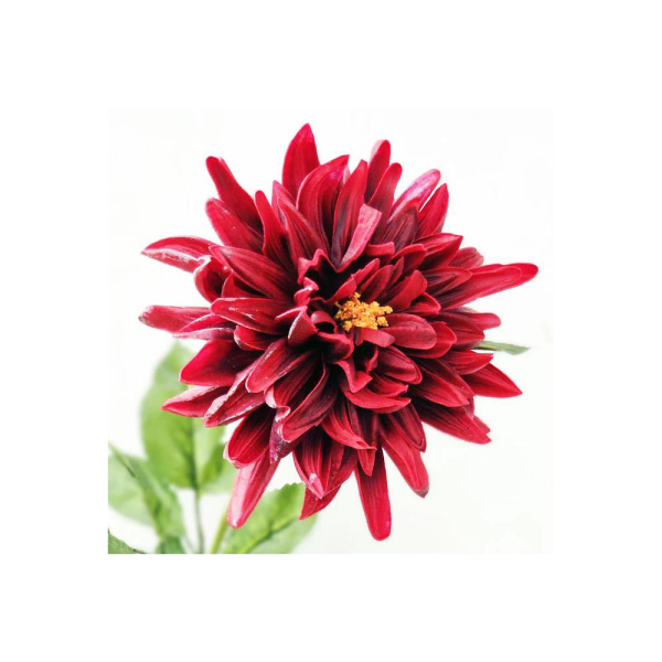 bulk red dahlia flowers long-lasting stems