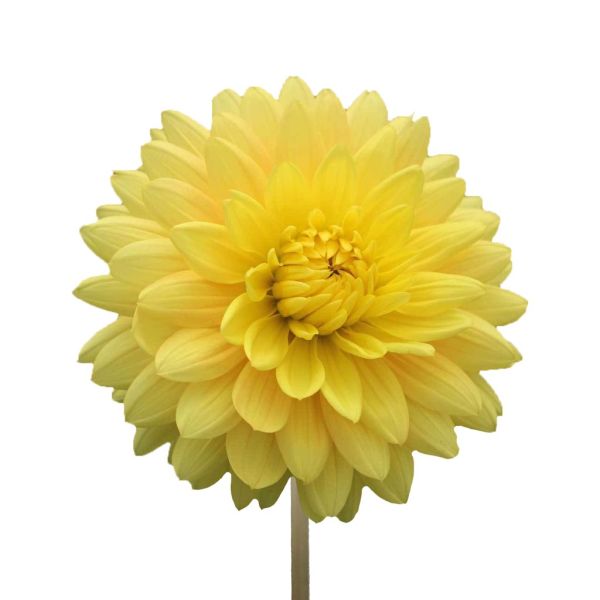 dahlias yellow