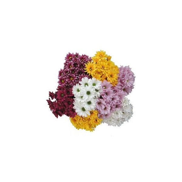 daisy poms — assorted