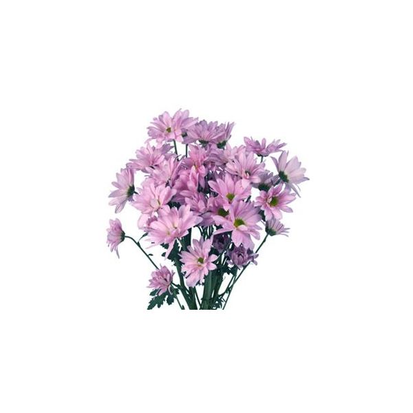 wholesale daisy poms lavender bulk flowers for florists