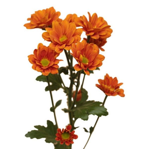 daisy poms — orange