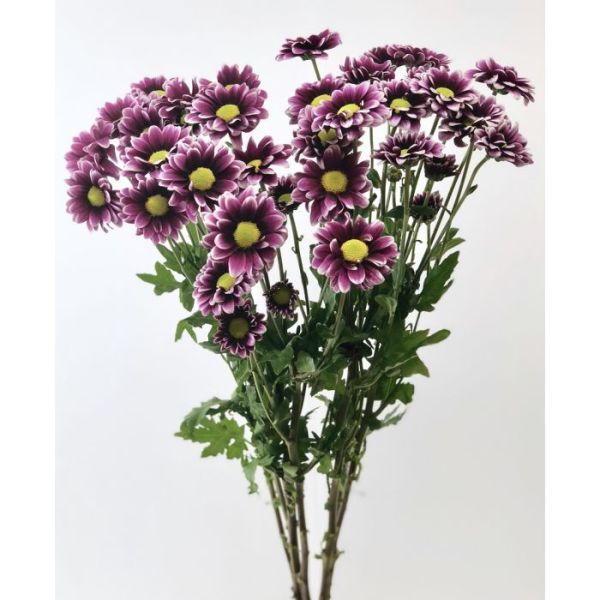 daisy poms — Purple