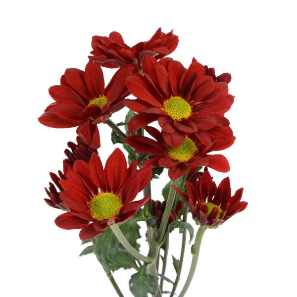 daisy poms — red managua