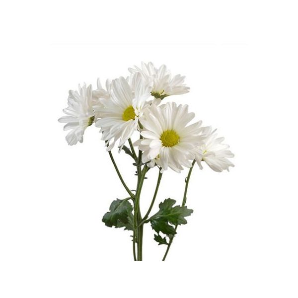 daisy poms — white