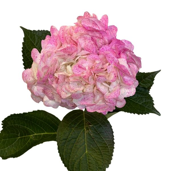 Hydrangea Tinted Blush Yellow 