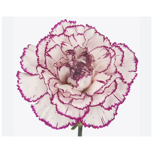 Bi color White & purple Damascus Carnation 