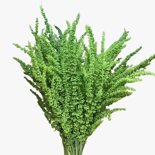 Rumex Green 