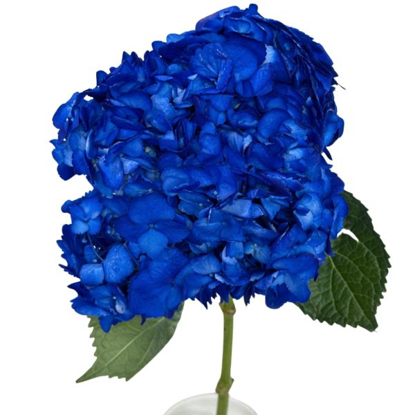 Hydrangea Tinted Hot Pink