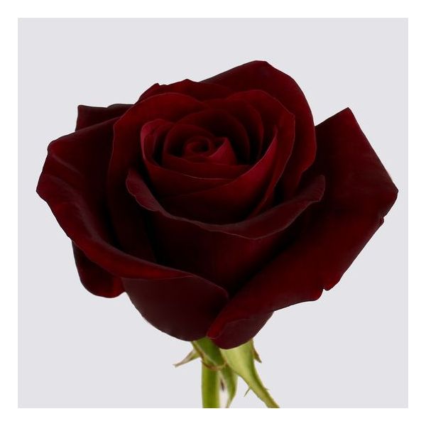 Dark Red Rose Black Magic Burgundy