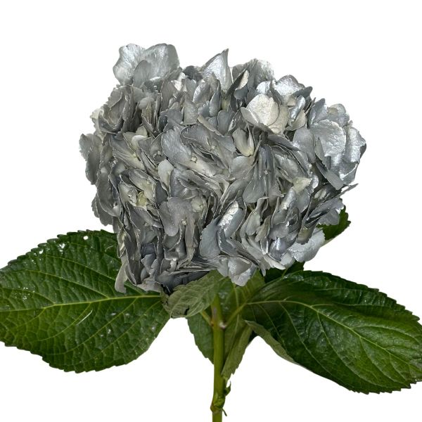 Hydrangea Tinted Hot Pink