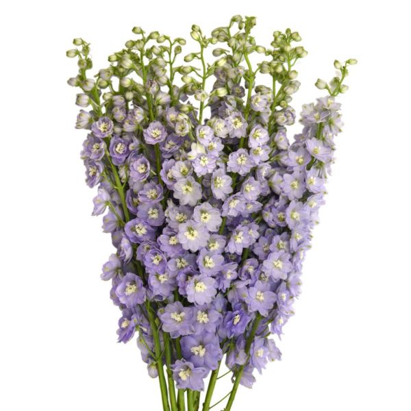 Delphinium hybrid - lavender