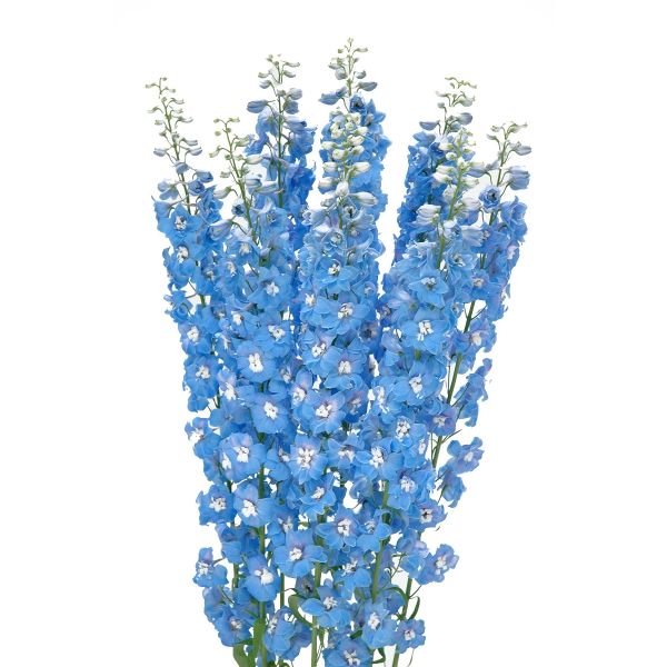 Delphinium hybrid - light blue