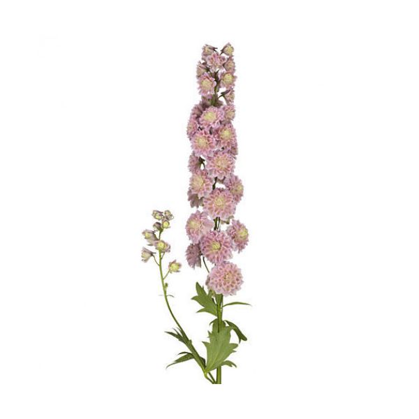 Delphinium hybrid - light pink