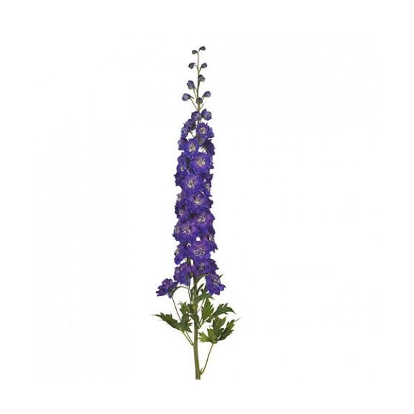 Delphinium hybrid - purple