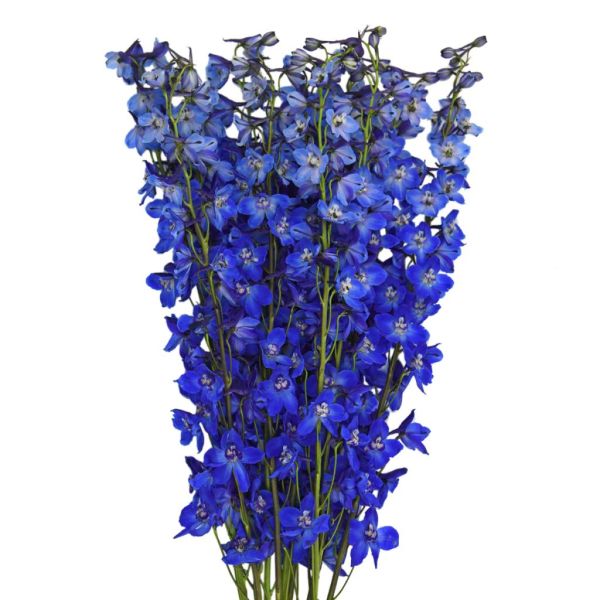 Delphinium Sea Waltz