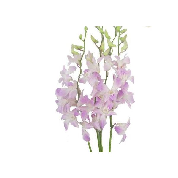 Dendrobium Lavander